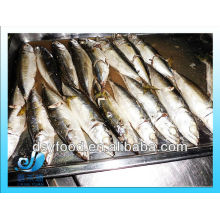 Poisson macherel cuit